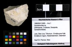 Foto (Objekt + Etiketten) von Goniodromites sp. 